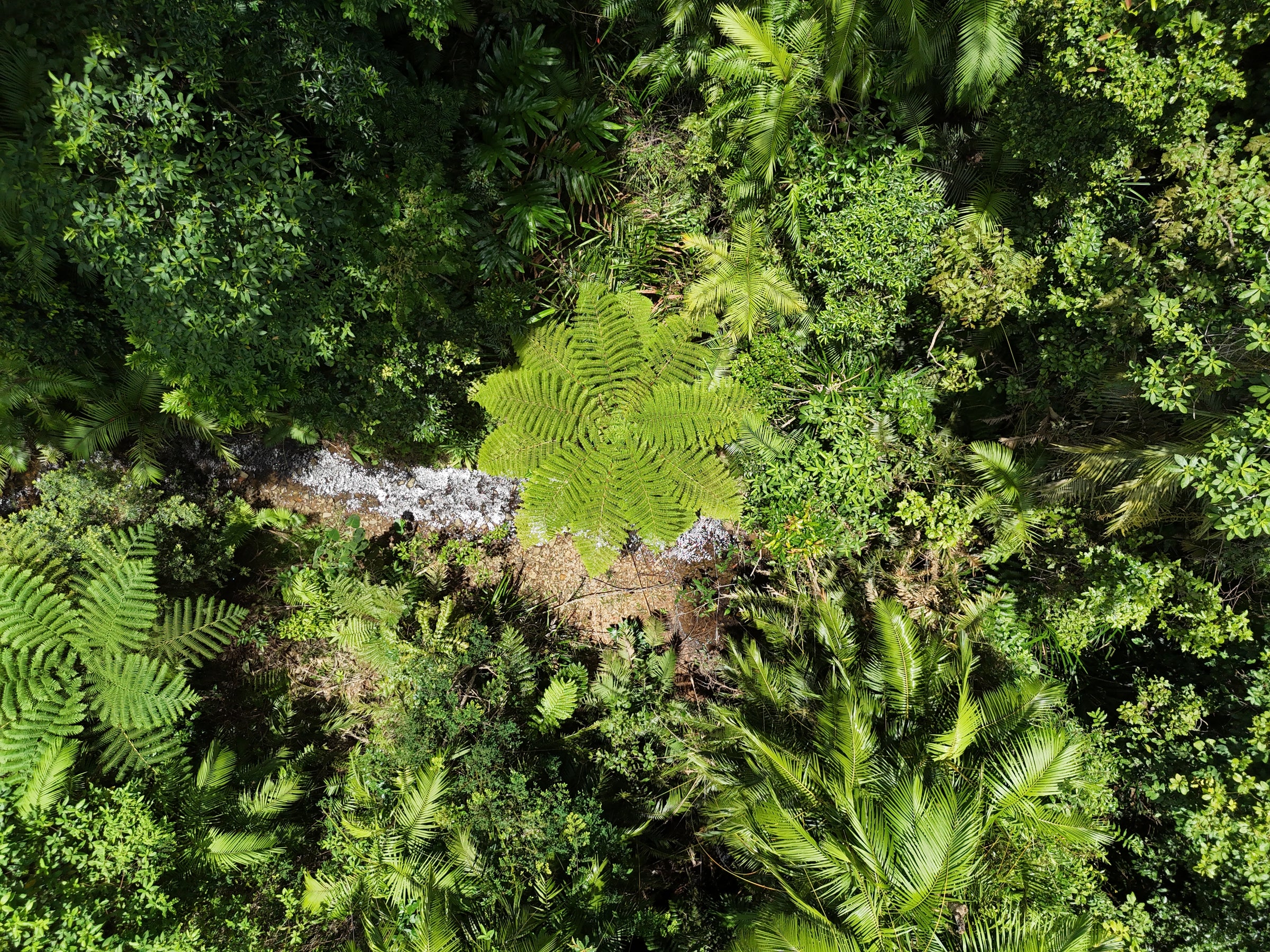 Aerial view of dense green rainforest canopy with large ferns and a rocky stream.