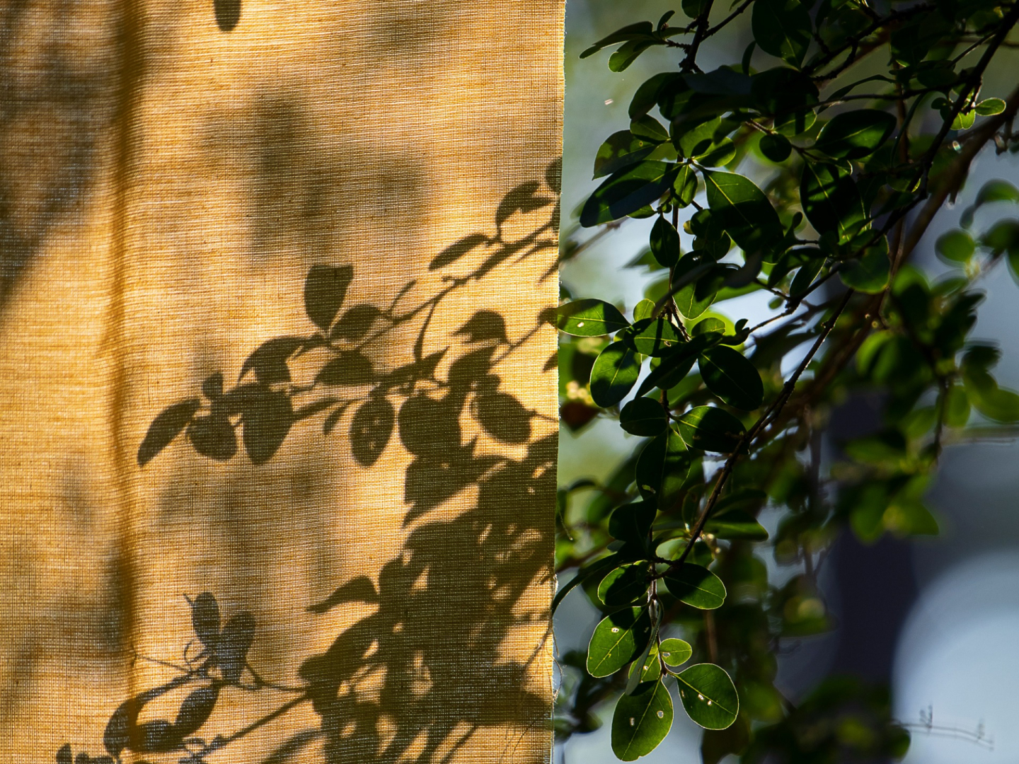 Shadowed leaves are cast onto a sunlit curtain, with green foliage partially visible on the right side, creating a peaceful, natural scene.