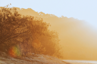Silhouetted coastal she-oaks on a sandy shore bathed in warm golden haze and soft morning light