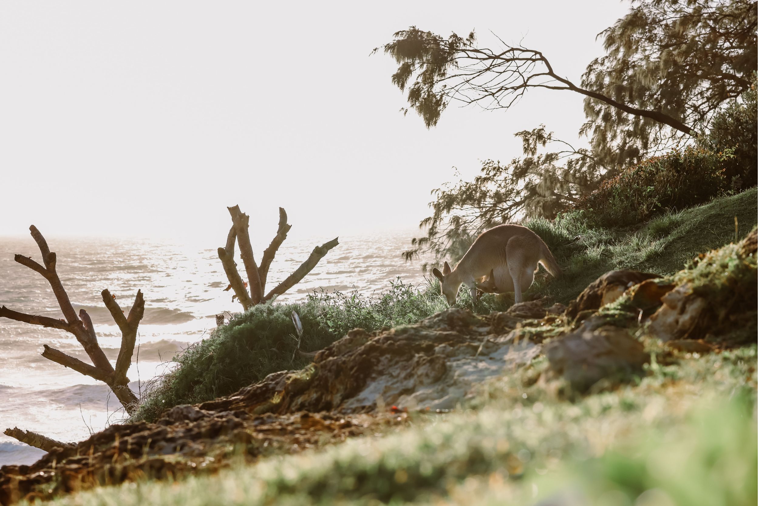 A kangaroo grazes on a grassy hillside by the ocean, with sunlight reflecting off the waves and bare trees in the background, creating a peaceful Australian coastal scene.