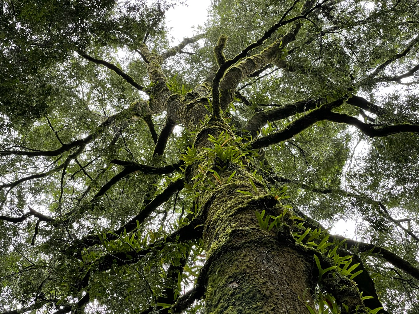 Picture of tree looking up to the tree line whilst the branches spread out