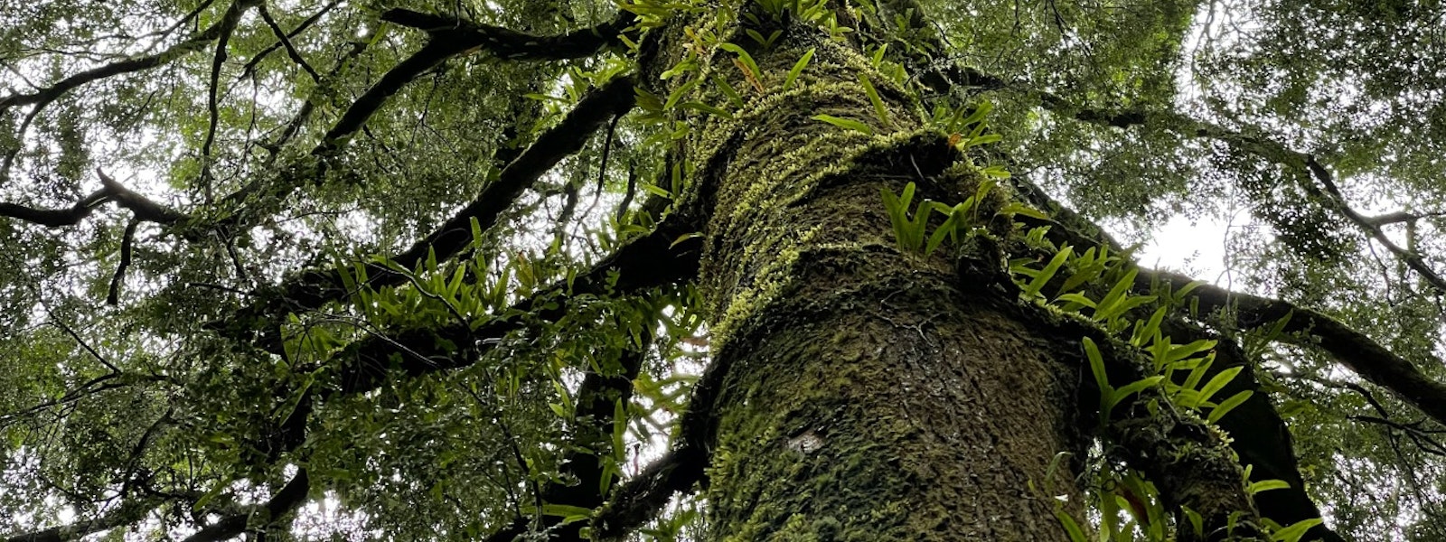 Picture of tree looking up to the tree line whilst the branches spread out